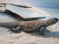 Uromastyx