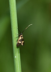 Cauchas fibulella