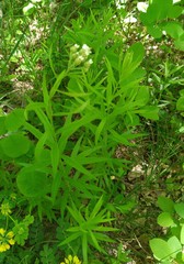 Achillea biserrata