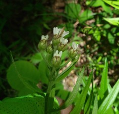 Achillea biserrata