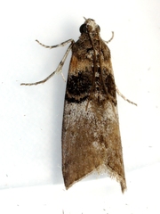 Tlascala reductella