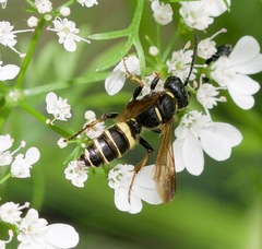 Cerceris atramontensis