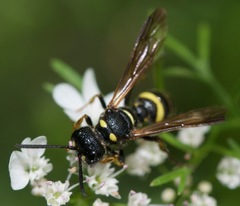 Cerceris atramontensis