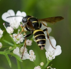 Cerceris atramontensis