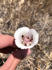 Calochortus argillosus