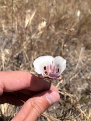 Calochortus argillosus
