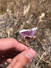 Calochortus argillosus
