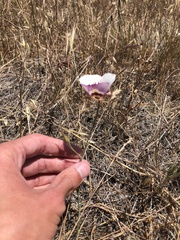 Calochortus argillosus