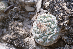 Strombocactus disciformis disciformis