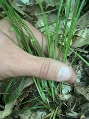 Carex timida
