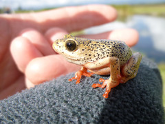 Hyperolius viridiflavus pantherinus