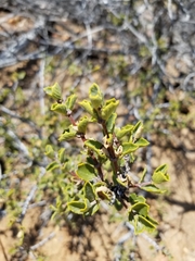 Ceanothus perplexans