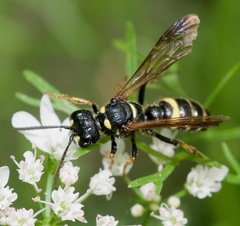 Cerceris atramontensis