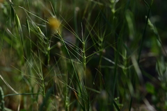 Aegilops biuncialis
