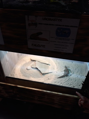 Uromastyx