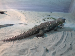 Uromastyx