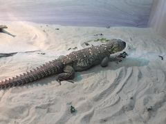 Uromastyx