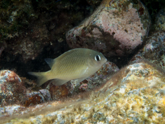 Brighteye Damselfish photo 3