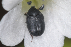 Orphilus subnitidus