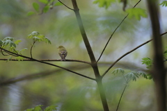 Phylloscopus sibilatrix