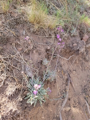 Phoenicaulis cheiranthoides