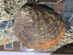 Haliotis sorenseni