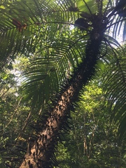 Astrocaryum mexicanum