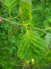 Taphrina tosquinetii