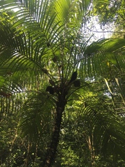 Astrocaryum mexicanum