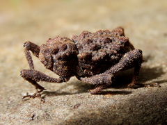 Poropterus parryi