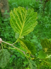 Taphrina tosquinetii