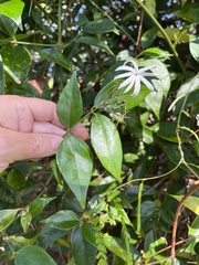 Jasminum multiflorum