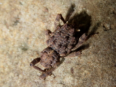 Poropterus parryi