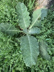 Salvia aethiopis