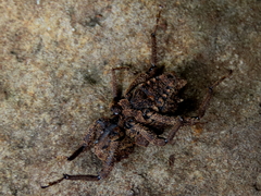 Poropterus parryi