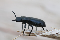 Iphthiminus serratus