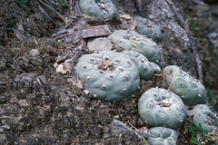 Lophophora diffusa