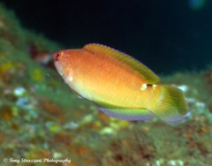 Austrolabrus maculatus