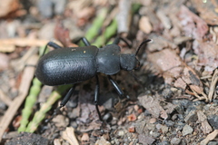 Iphthiminus serratus