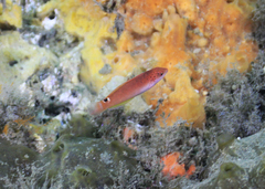 Austrolabrus maculatus