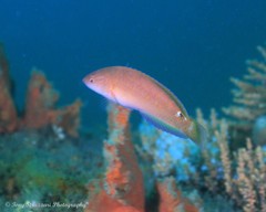 Austrolabrus maculatus