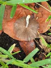 Aureogranulati