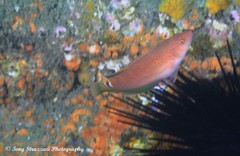 Austrolabrus maculatus