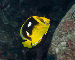 Chaetodon quadrimaculatus