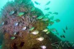 Pempheris compressa