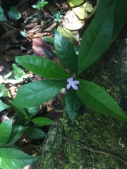 Pseuderanthemum verapazense