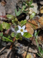 Collomia heterophylla