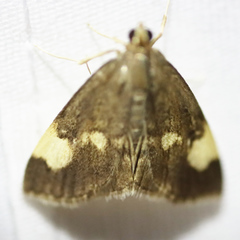 Evergestis unimacula