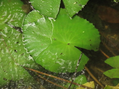 Nymphaea lotus