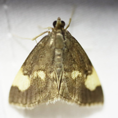 Evergestis unimacula